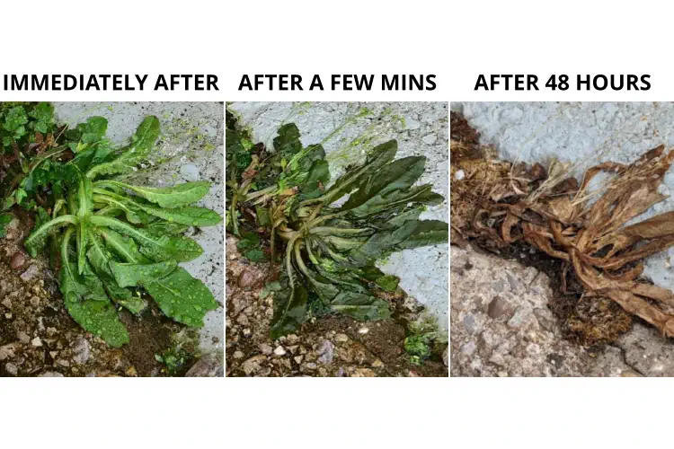stages of hot water application to kill a weed