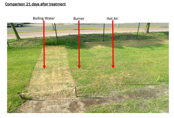 The test area 21 days after first treatment